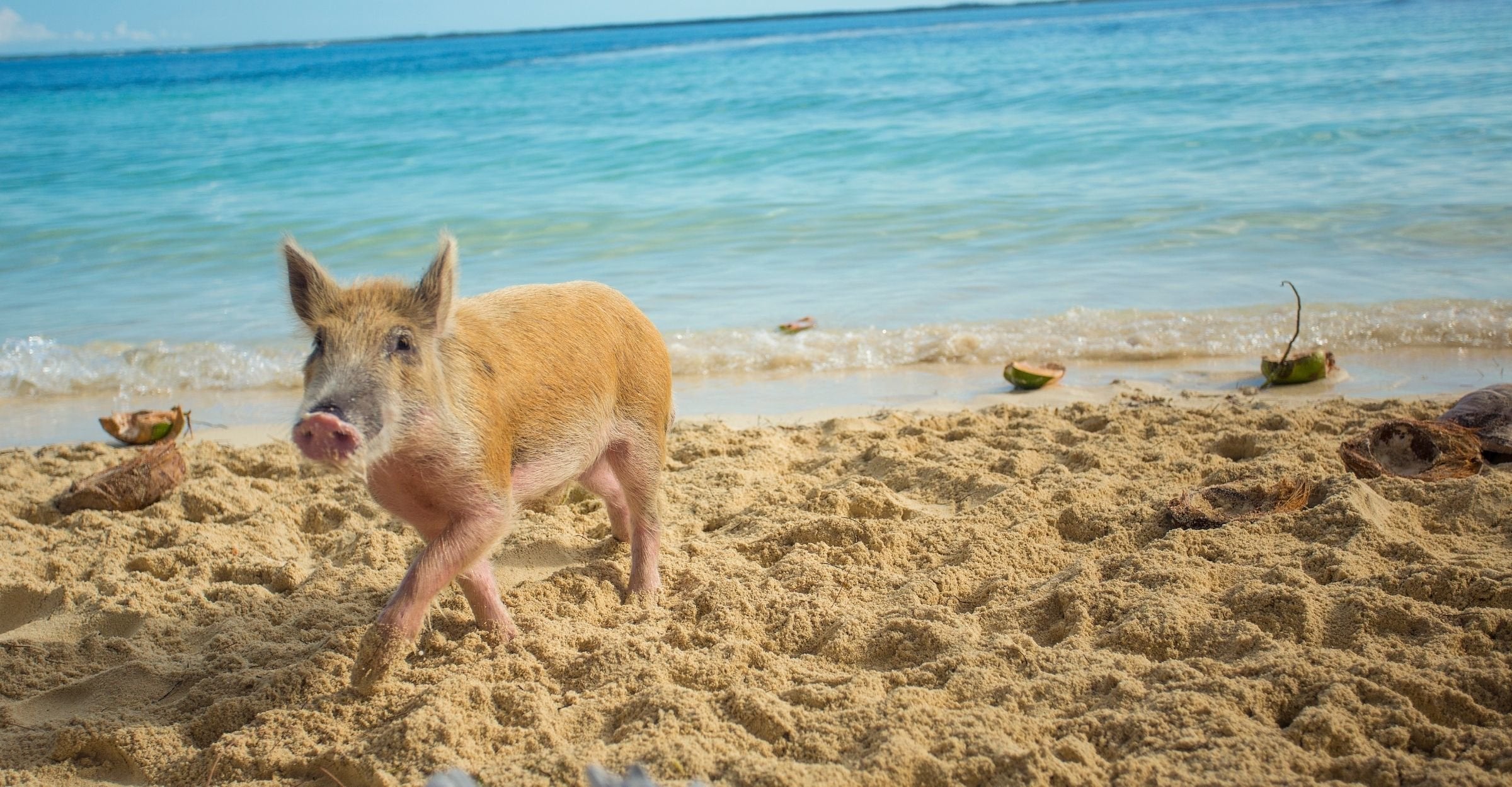 Schwimmende Schweine in Abacos