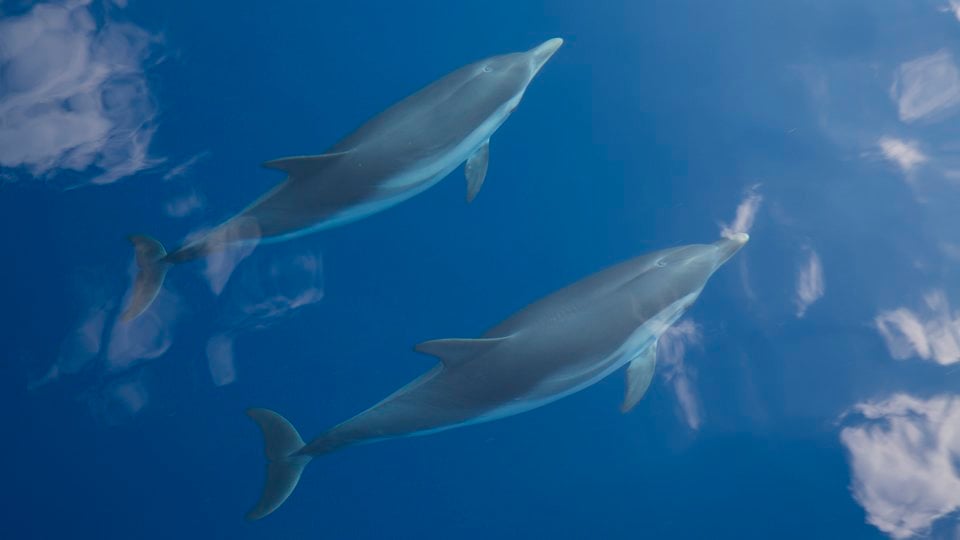 dolphins at sea