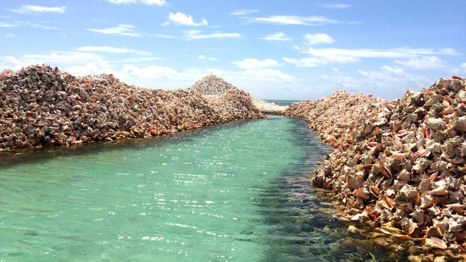 Anegada Conch Shells