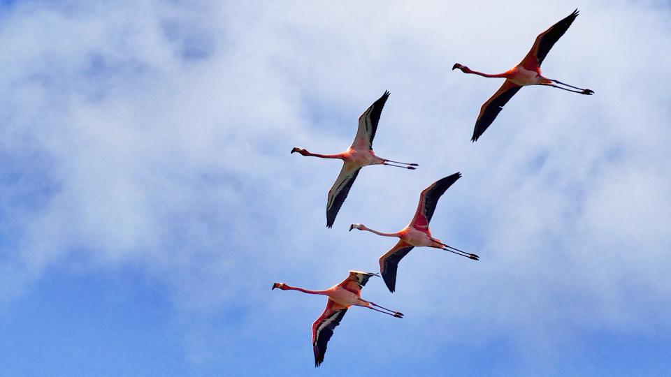 Anegada pink flamingos