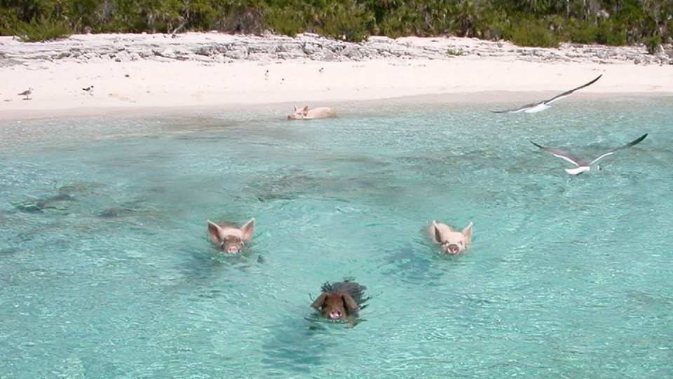 Bahamas Swimming Pigs TS Loter