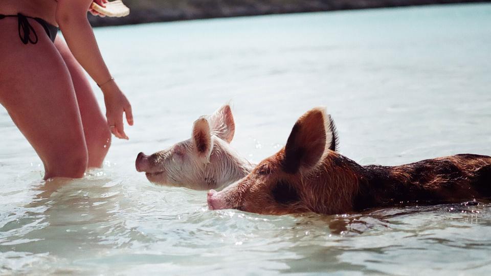 Feeding Swimming pigs Bahamas Hannah Booth
