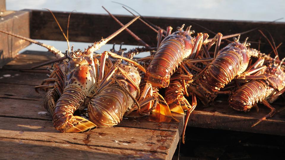 freshly caught lobsters