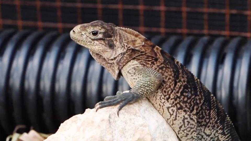 iguana relaxing on a rock