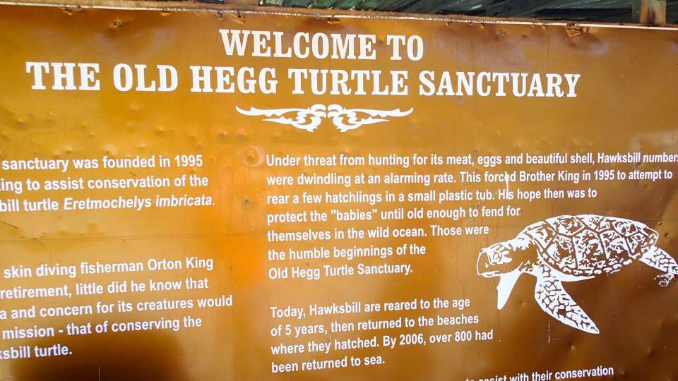 Sara Schaub Old Hegg Turtle Sanctuary