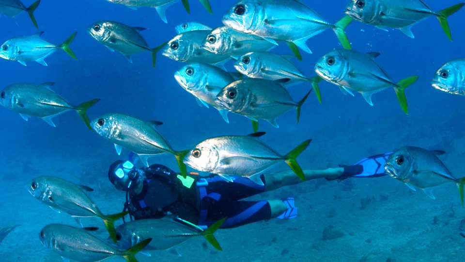 diving with fishes in the BVI