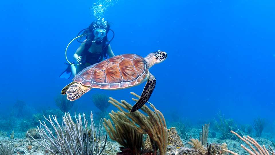 diving with turtle