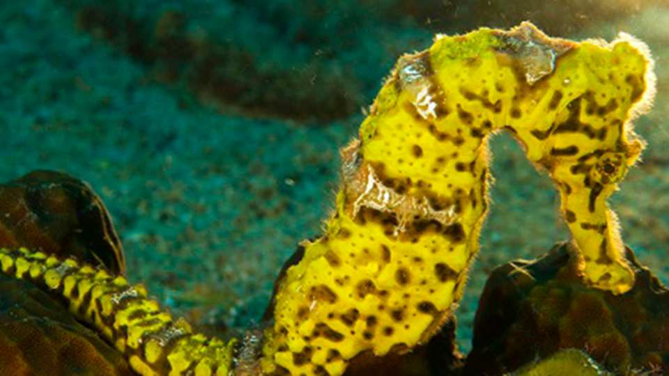 horsefish in the BVI