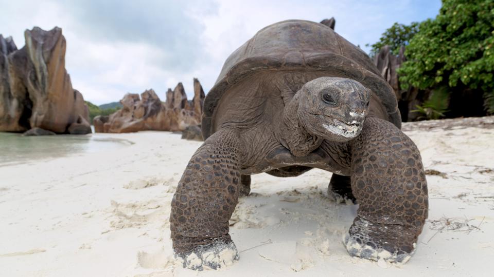 Turtle on land the Seychelles