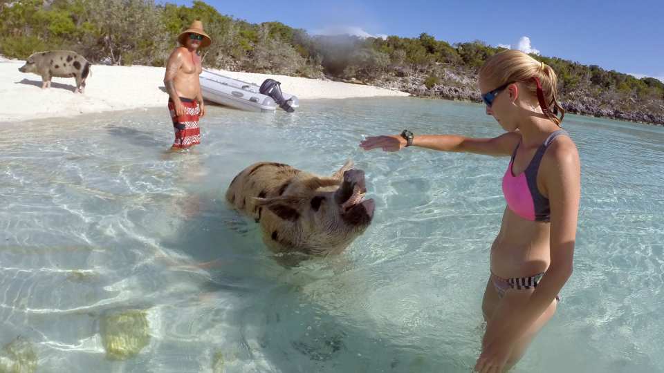 Science Under Sail Institute Swimming Bahamas Pigs
