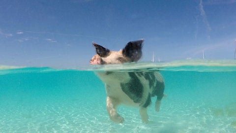 Bahamas swimming pig Wanderamore Bahamas swimming pig Wanderamore