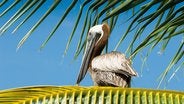 Southwater Cay Belize