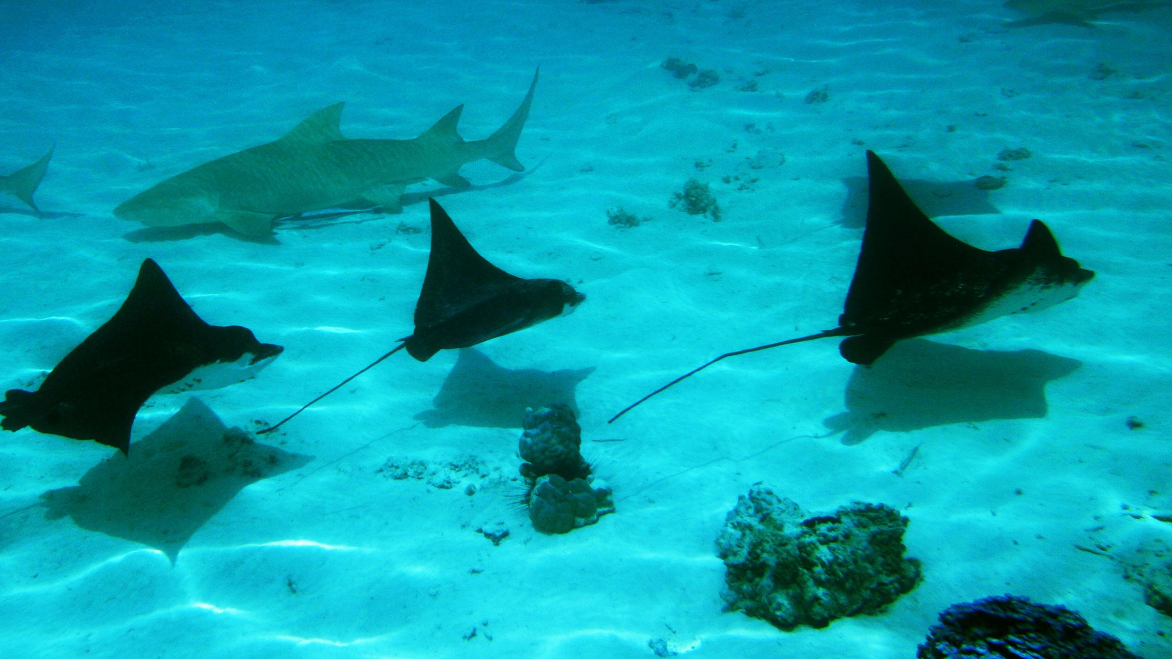 Underwater Snorkeling with Rays in Tahiti Underwater Snorkeling with Rays in Tahiti