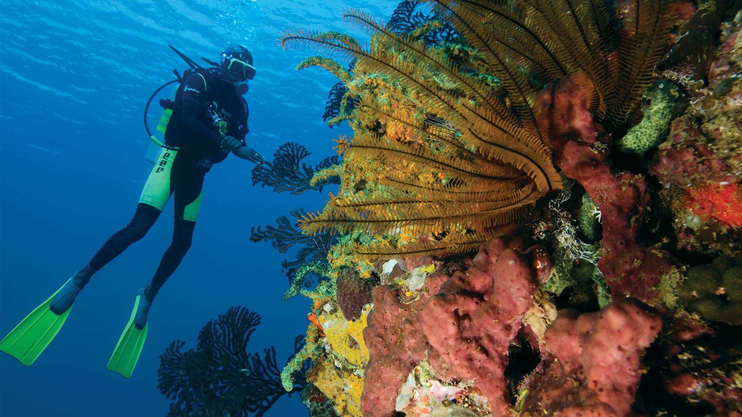 Diving in St Lucia